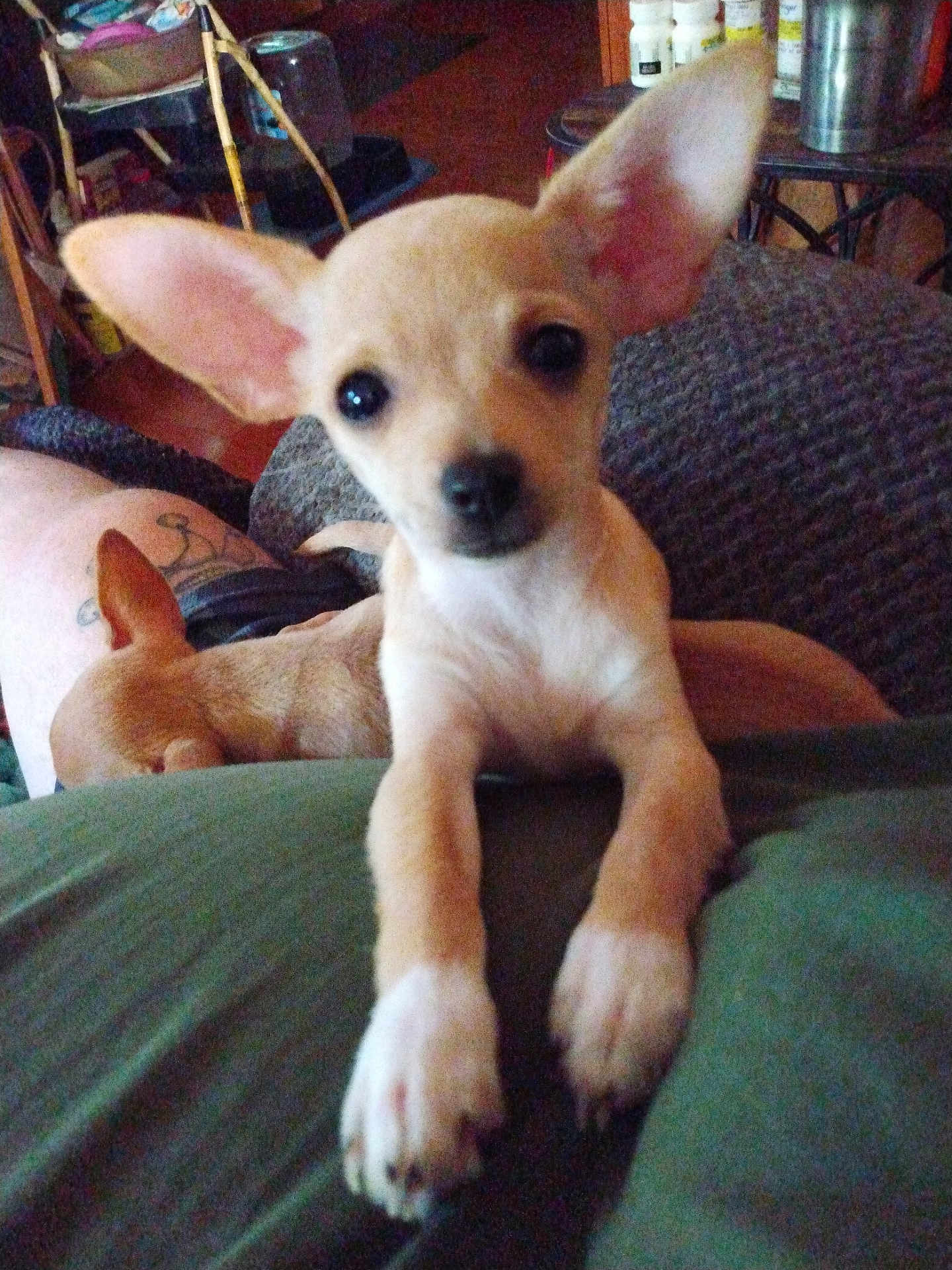 Biscuit joined the competition — help win amazing prizes! puppy, dog, tan, ears, cute, indoor, couch, furniture, sleeping_dog, pet, animal, closeup, curious, cozy, home, resting, paws, young_dog, domestic, companion