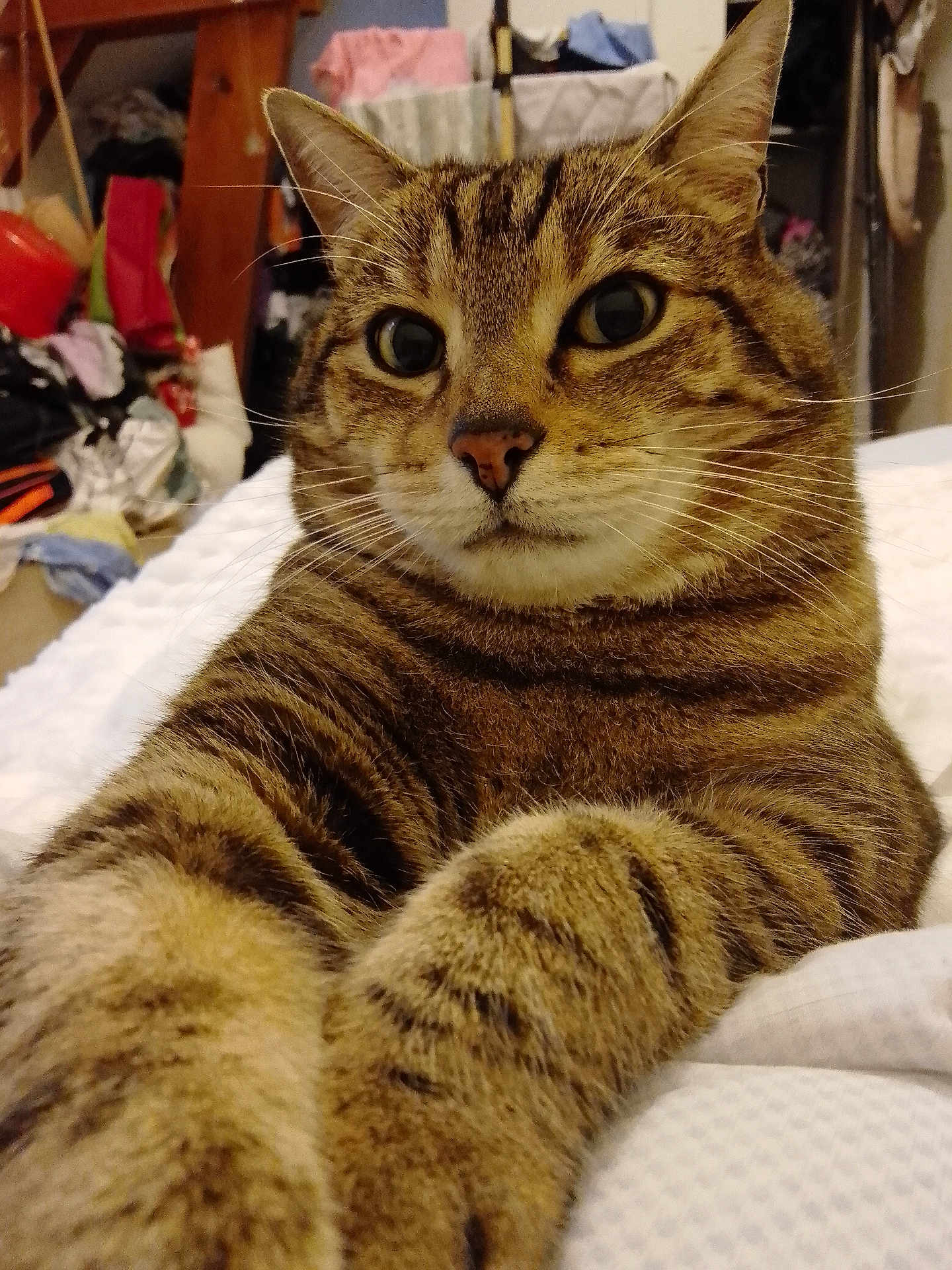 Bounty participe au concours pour gagner de l'argent avec cette photo : cat, tabby, close_up, pet, animal, indoor, bed, feline, paw, fur, whiskers, cute, curious, stretching, face, eyes, nose, cozy, room, clutter