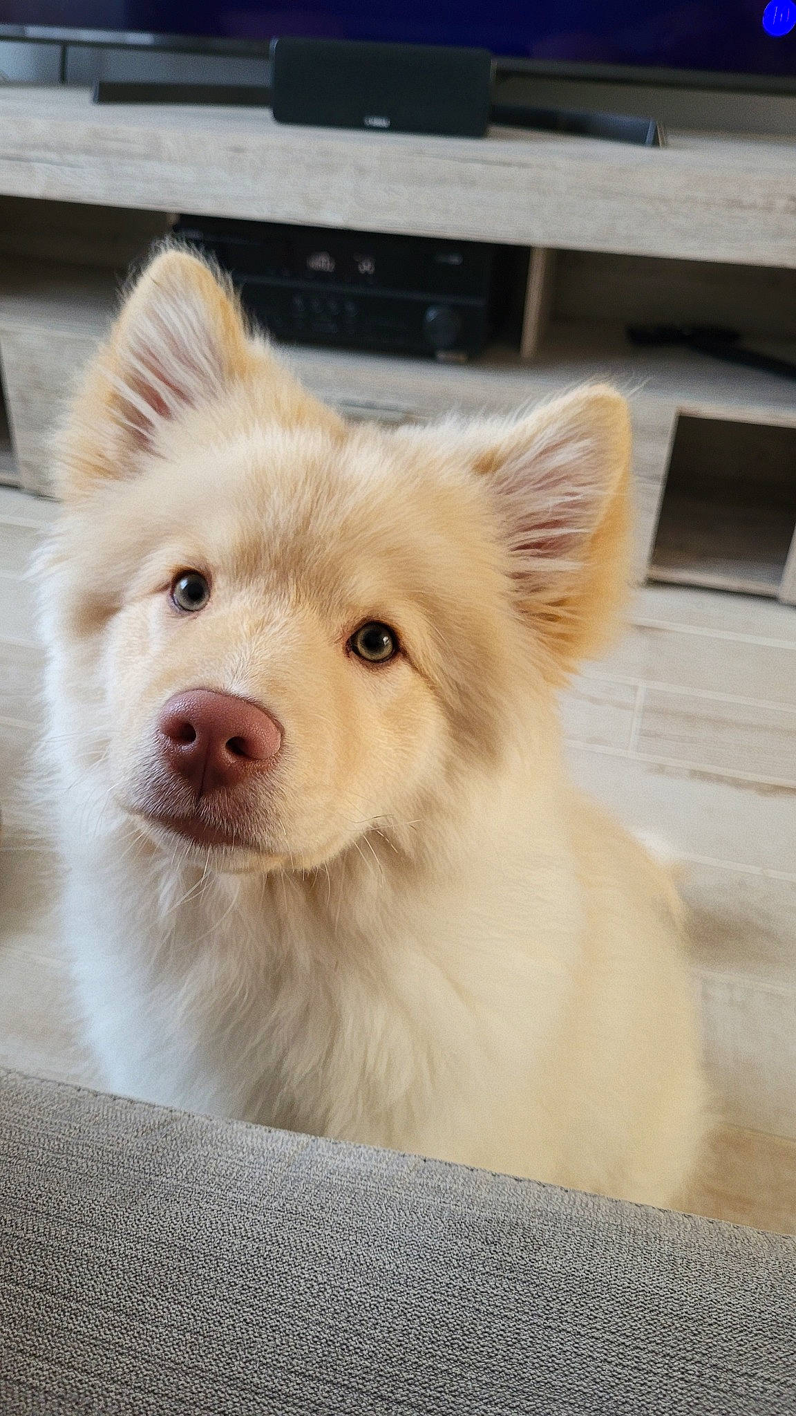 Upper participe au concours pour gagner de l'argent avec cette photo : canidae, canis, carnivore, companion_dog, dog, dog_breed, fawn, fur, german_spitz_mittel, japanese_spitz, non_sporting_group, samoyed, snout, spitz, sporting_group, terrestrial_animal, volpino_italiano, whiskers, working_animal, working_dog