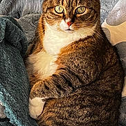 Sally a rejoint le concours — aidez-le/la à gagner de superbes lots ! cat, tabby_cat, pet, animal, feline, portrait, close_up, green_eyes, striped_fur, brown_fur, white_chest, white_paws, alert, sitting, lounging, crossed_paws, blanket, cushion, indoors, cozy