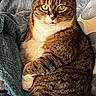 cat, tabby_cat, pet, animal, feline, portrait, close_up, green_eyes, striped_fur, brown_fur, white_chest, white_paws, alert, sitting, lounging, crossed_paws, blanket, cushion, indoors, cozy