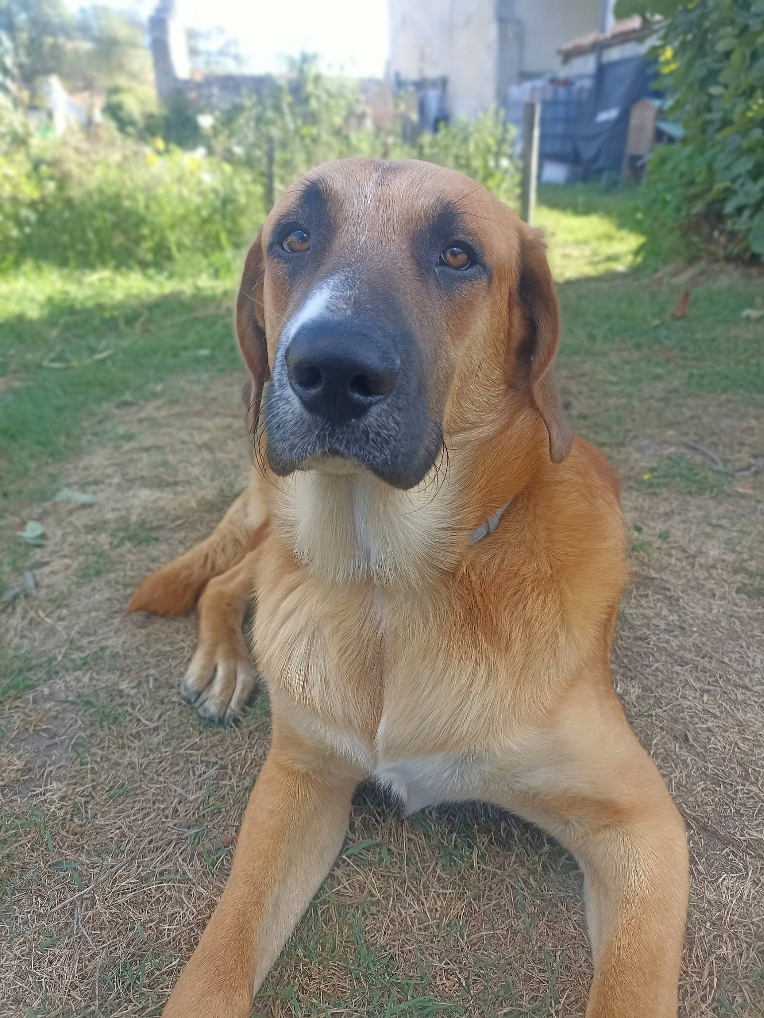 Falco participe au concours pour gagner de l'argent avec cette photo : canidae, carnivore, companion_dog, dog, dog_breed, fawn, grass, guard_dog, hunting_dog, plant, sky, snout, sporting_group, tree, whiskers, working_animal, working_dog
