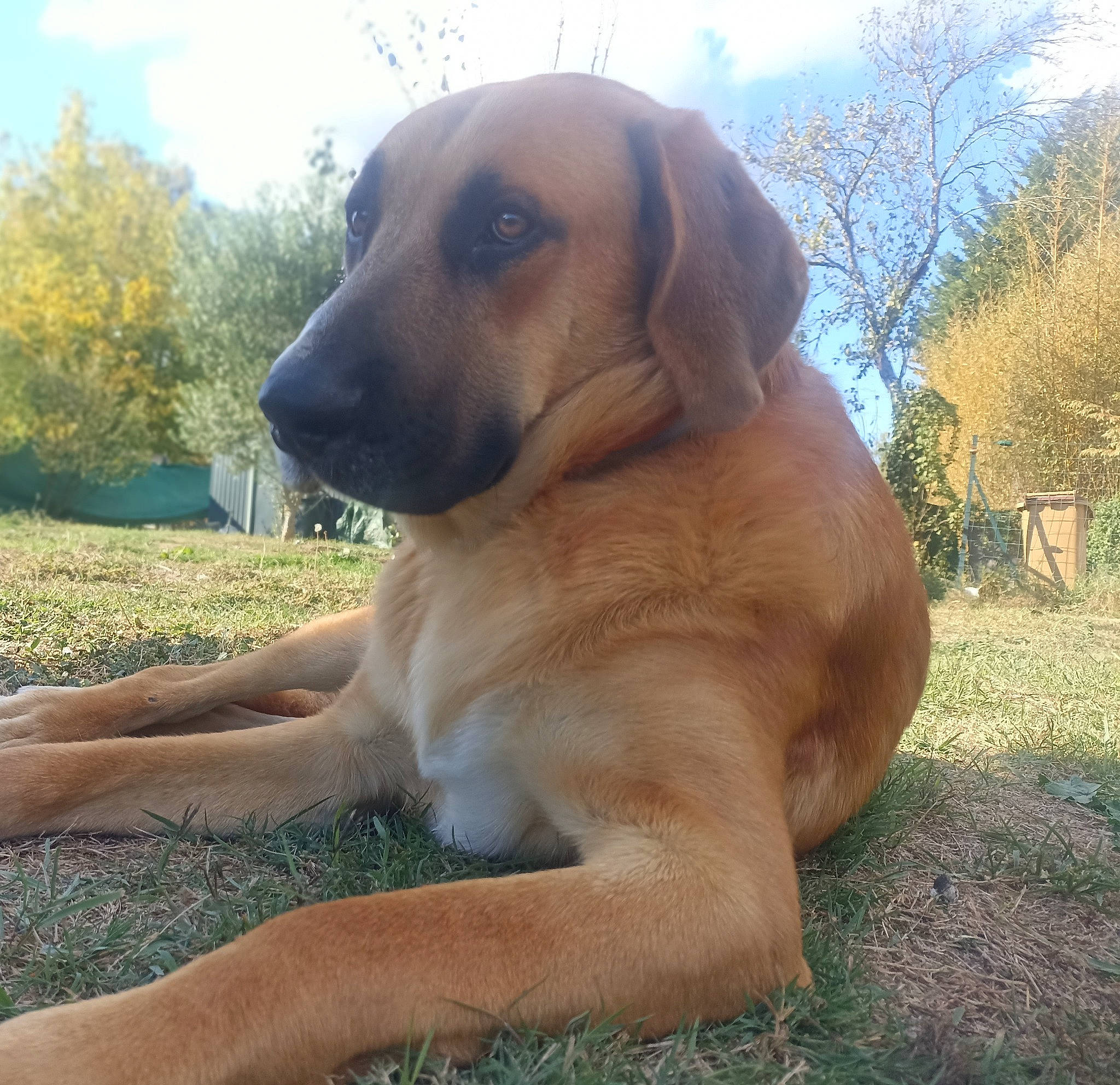 Falco a rejoint le concours — aidez-le/la à gagner de superbes lots ! canidae, carnivore, cloud, companion_dog, dog, dog_breed, fawn, grass, guard_dog, hunting_dog, plant, sky, snout, sporting_group, terrestrial_animal, tree, whiskers, working_animal, working_dog