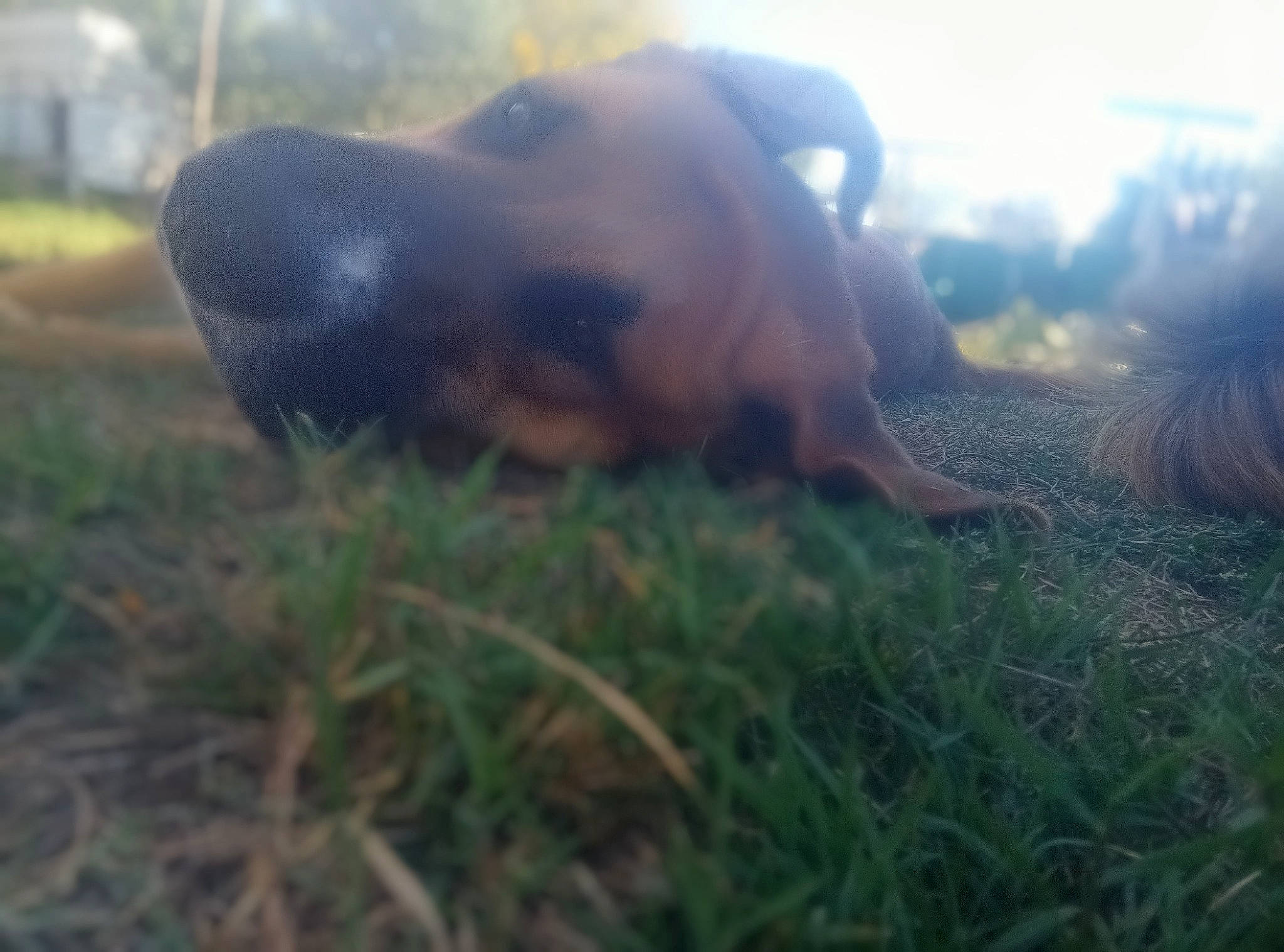 Falco a rejoint le concours — aidez-le/la à gagner de superbes lots ! carnivore, cloud, companion_dog, dog, dog_breed, fawn, grass, grass_family, grassland, liver, mammal, morning, plant, sky, snout, sunlight, tail, vertebrate, whiskers, working_animal