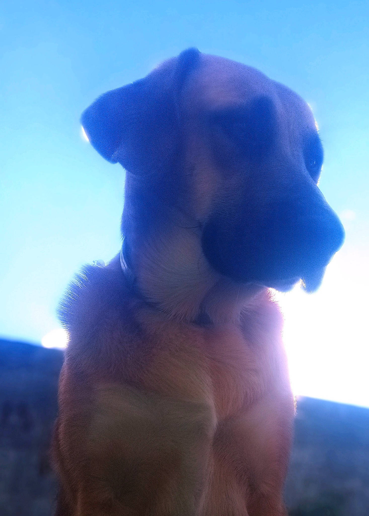 Falco a rejoint le concours — aidez-le/la à gagner de superbes lots ! azure, canidae, carnivore, cloud, collar, companion_dog, dog, dog_breed, dog_collar, electric_blue, fawn, gesture, guard_dog, happy, meteorological_phenomenon, shadow, sky, snout, sporting_group, working_animal