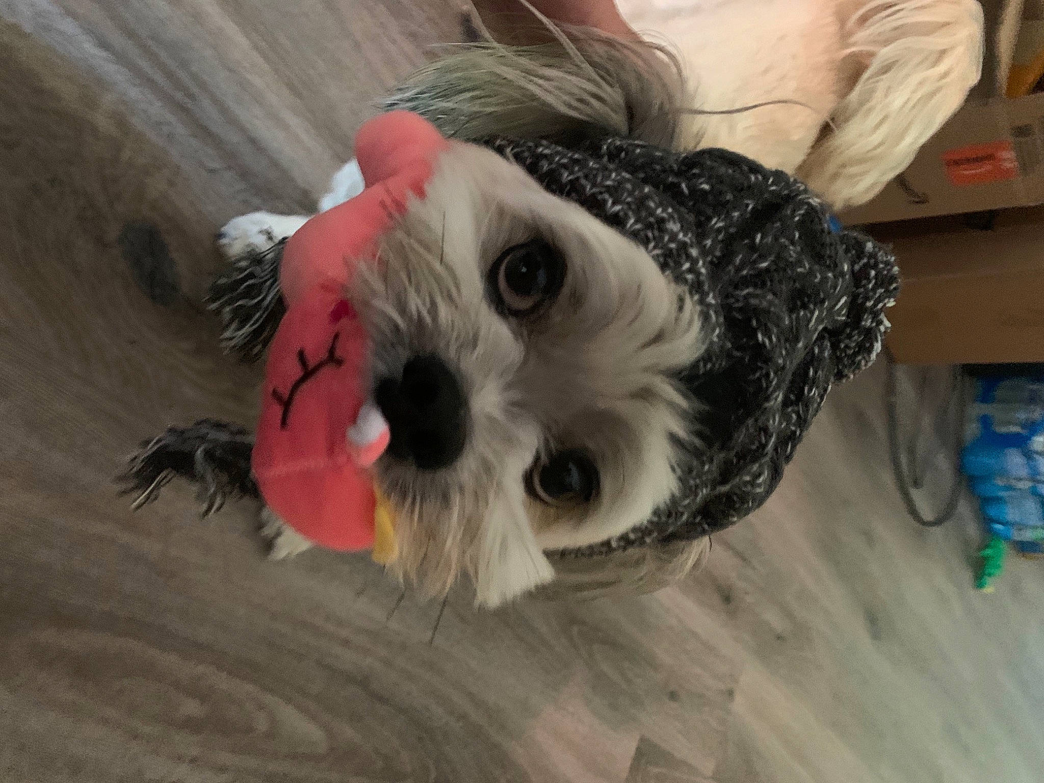 Kirby joined the competition — help win amazing prizes! canidae, carnivore, companion_dog, dog, dog_breed, dog_clothes, dog_supply, fawn, flooring, fur, hardwood, small_terrier, snout, sporting_group, sunglasses, terrier, toy, toy_dog, wood, working_animal
