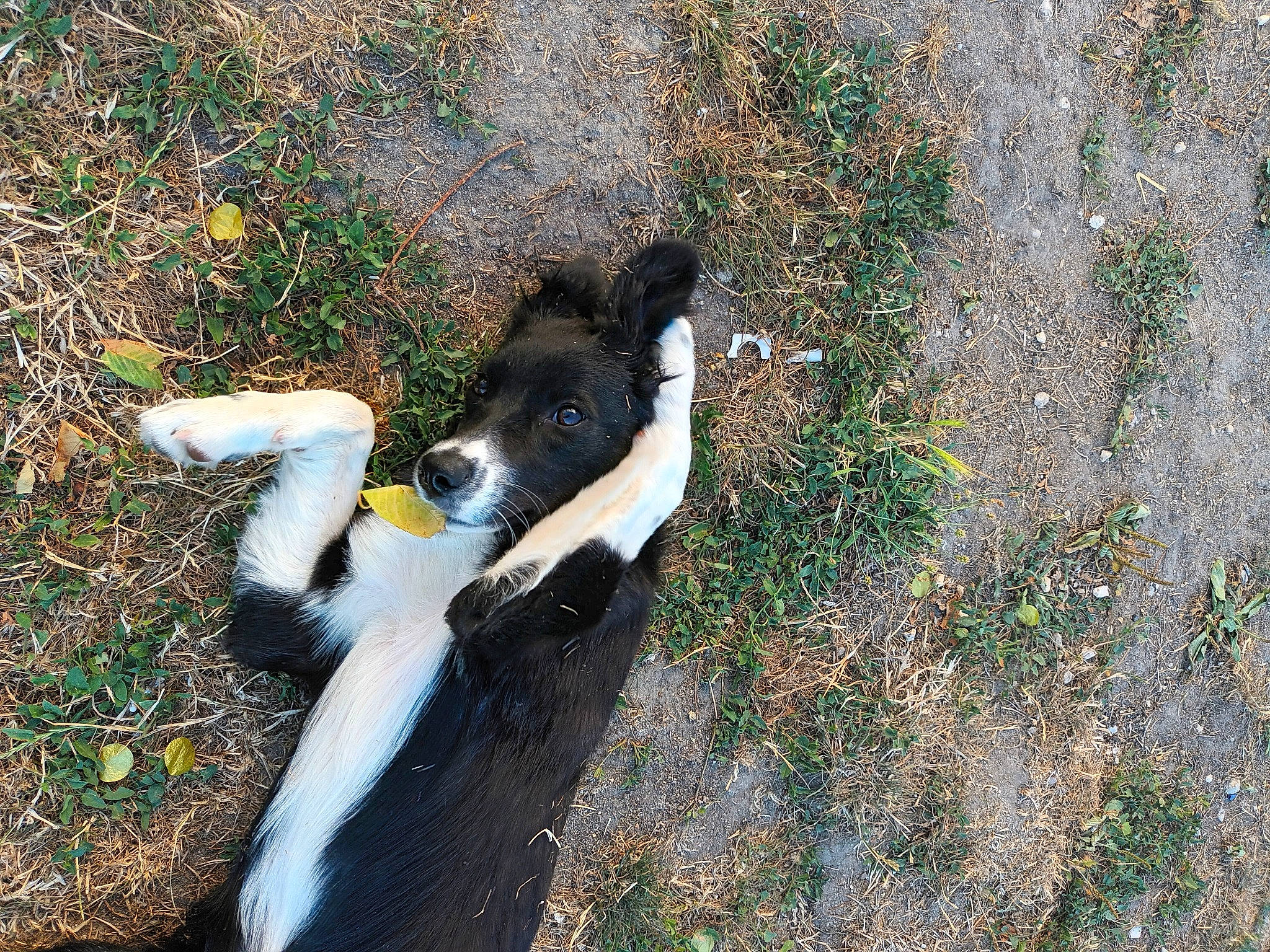 Enjoy participe au concours pour gagner de l'argent avec cette photo : border_collie, canidae, carnivore, companion_dog, dog, dog_breed, fur, grass, herding_dog, hunting_dog, people_in_nature, plant, shadow, soil, sporting_group, tail, terrestrial_animal, water, working_animal