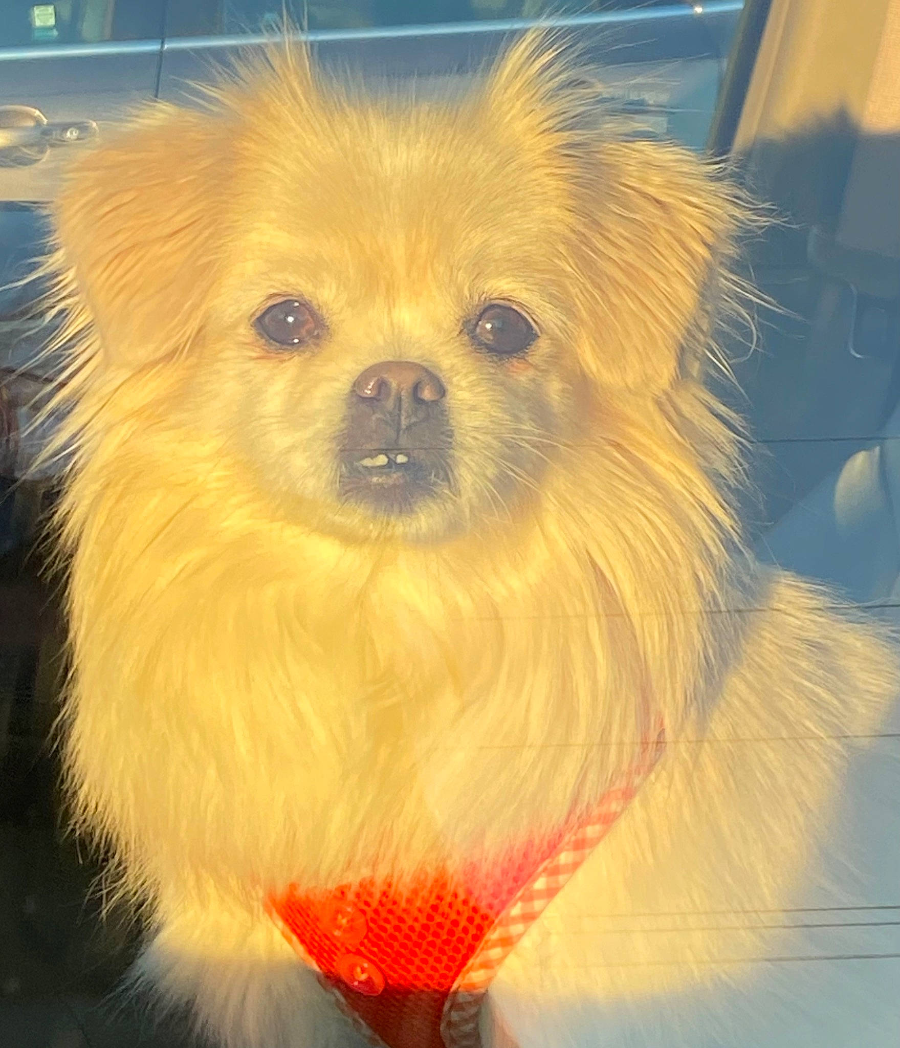 Gia is registered to the contest to win money with this photo: canidae, carnivore, companion_dog, dog, dog_breed, dog_supply, eye, fawn, fur, german_spitz, german_spitz_klein, german_spitz_mittel, pomeranian, snout, spitz, sporting_group, toy_dog, volpino_italiano, whiskers, working_animal