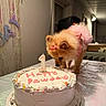 Nova joined the competition — help win amazing prizes! dog, puppy, cake, birthday, tutu, pink_bow, tablecloth, indoor, celebration, candle, curious, small_dog, dessert, party, fluffy, cute, pet, animal, decorations, fun