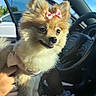 Nova is registered to the contest to win money with this photo: dog, pomeranian, bow, pet, animal, car, sunlight, happy, fluffy, fur, hand, open_door, interior, seat, steering_wheel, window, human_hand, cute, closeup, portrait