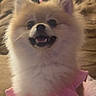animal, companion, couch, cozy, cute, cute_pet, dog, domestic, fluffy, friendly, fur, furry, happy, indoor, pet, pink_clothing, pomeranian, portrait, small_dog, smiling