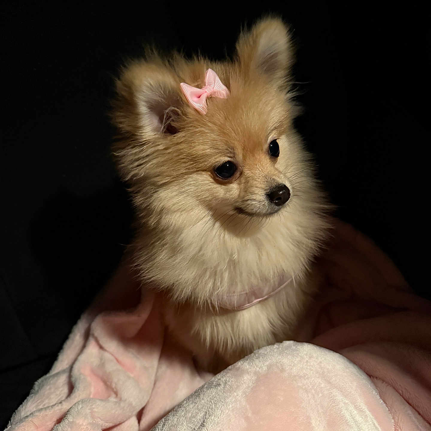 Nova