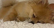 Nova joined the competition — help win amazing prizes! animal, bed, blanket, comfort, cozy, cute, dog, fluffy, fur, indoor, nap, pet, pomeranian, quiet, relaxation, resting, sleeping, small_dog, soft, white