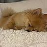 animal, bed, blanket, comfort, cozy, cute, dog, fluffy, fur, indoor, nap, pet, pomeranian, quiet, relaxation, resting, sleeping, small_dog, soft, white