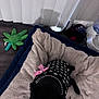 Coco is registered to the contest to win money with this photo: animal, black_dog, blanket, canine, comfort, cozy, cute, dog, floor, green_toy, home, indoor, pet_accessories, pet_bed, pink_bow, plush_bed, resting, sweater, vertical_blinds, wood_floor