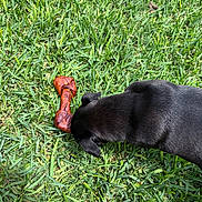 Coco is registered to the contest to win money with this photo: animal, black_dog, bone, canine, chew_toy, closeup, daylight, dog, fur, grass, head, healthy, lawn, nature, nose, outdoor, pet, play, sniffing, summer