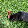 animal, black_dog, bone, canine, chew_toy, closeup, daylight, dog, fur, grass, head, healthy, lawn, nature, nose, outdoor, pet, play, sniffing, summer