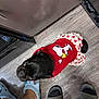 Coco joined the competition — help win amazing prizes! black_dog, casual, clothing, crocs, cute, dog, dress, floor, footwear, hearts, indoor, looking_up, nike, person, pet, pug, red, slippers, snoopy, wooden_floor