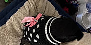 Coco joined the competition — help win amazing prizes! animal, black_dog, blanket, canine, comfort, cozy, curtains, cute, dog, floor, furniture, home, indoor, pet_accessories, pet_bed, pink_bow, resting, sweater, toy, water_bowl