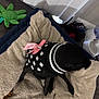 animal, black_dog, blanket, canine, comfort, cozy, curtains, cute, dog, floor, furniture, home, indoor, pet_accessories, pet_bed, pink_bow, resting, sweater, toy, water_bowl