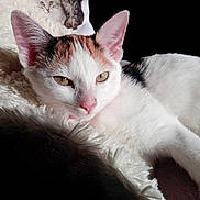 Naïa a rejoint le concours — aidez-le/la à gagner de superbes lots ! aegean_cat, cat, cat_like_mammal, domestic_short_haired_cat, eye, fauna, fur, javanese, khao_manee, kitten, paw, skin, small_to_medium_sized_cats, snout, whiskers