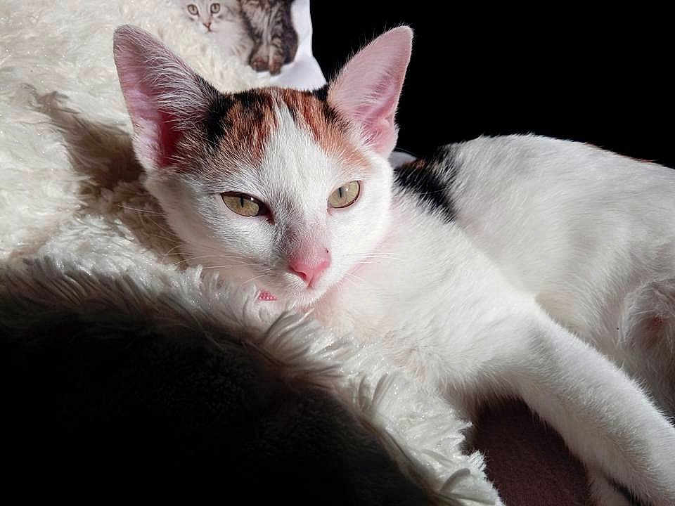 Naïa
