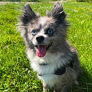 Sky a rejoint le concours — aidez-le/la à gagner de superbes lots ! dog, blue_eyes, fluffy, grass, outdoor, sunlight, happy, tongue_out, ears_up, pet, canine, nature, greenery, playful, collar, small_dog, daylight, animal, cute, adorable