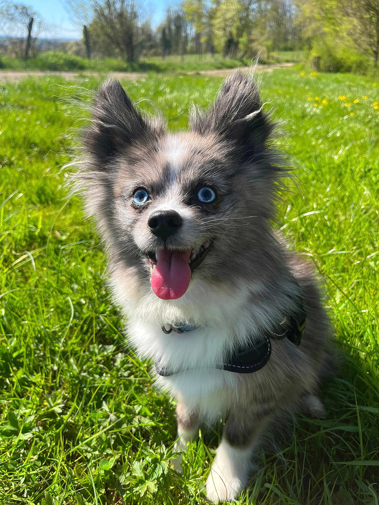 Sky a rejoint le concours — aidez-le/la à gagner de superbes lots ! dog, blue_eyes, fluffy, grass, outdoor, sunlight, happy, tongue_out, ears_up, pet, canine, nature, greenery, playful, collar, small_dog, daylight, animal, cute, adorable