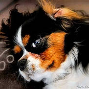 Melvin participe au concours pour gagner de l'argent avec cette photo : carnivoran, cavalier_king_charles_spaniel, companion_dog, dog, dog_breed, dog_breed_group, dog_like_mammal, fur, japanese_chin, king_charles_spaniel, papillon, phalene, puppy, snout, whiskers