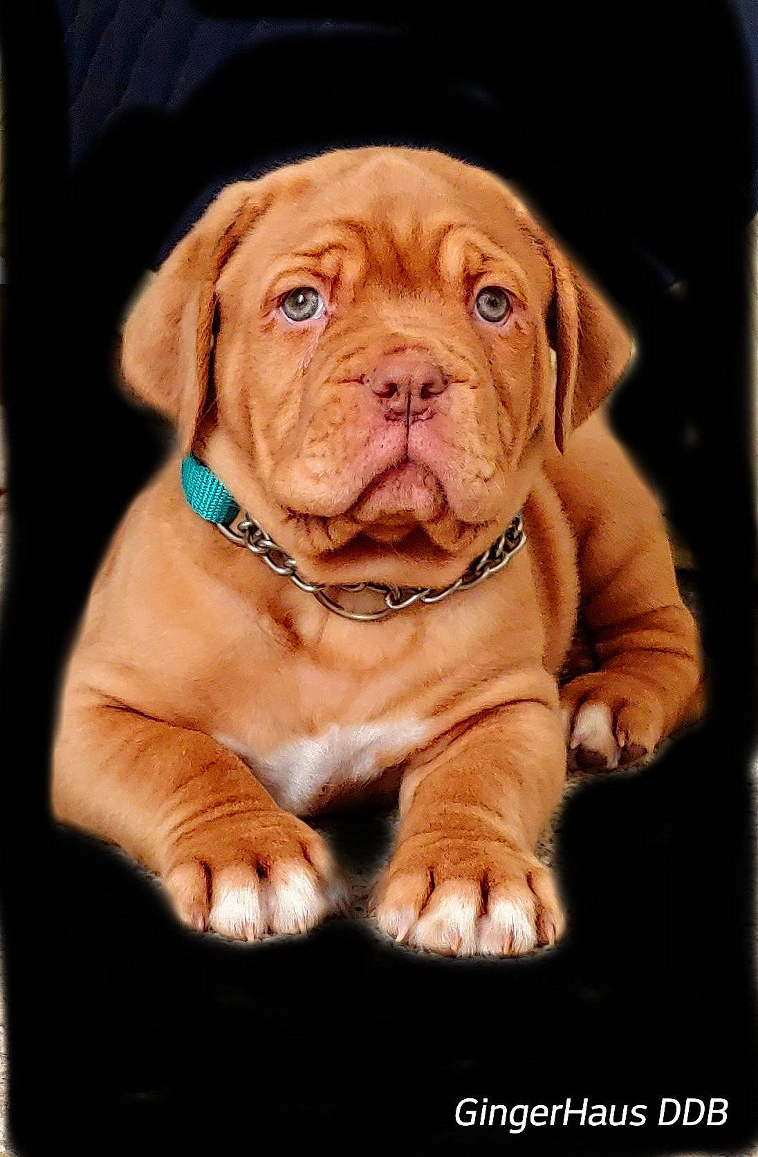 Cyrus joined the competition — help win amazing prizes! beige, brown, canidae, carnivore, companion_dog, dog, dog_breed, dogue_de_bordeaux, fawn, liver, orange, ori_pei, peach, skin, snout, sporting_group, tan, whiskers, working_animal, wrinkle