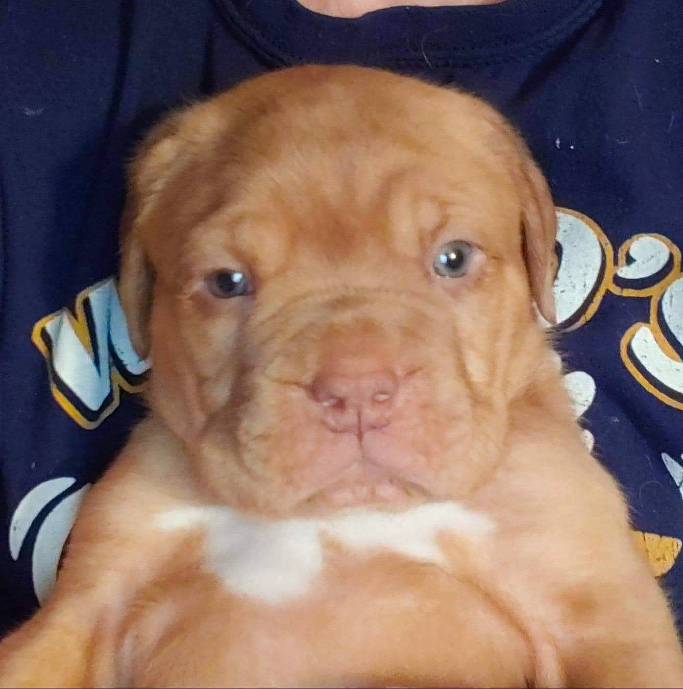 Cyrus is registered to the contest to win money with this photo: beige, brown, canidae, carnivore, companion_dog, dog, dog_breed, fawn, liver, orange, peach, pet_supply, puppy, skin, snout, tan, vertebrate, whiskers, working_animal, wrinkle