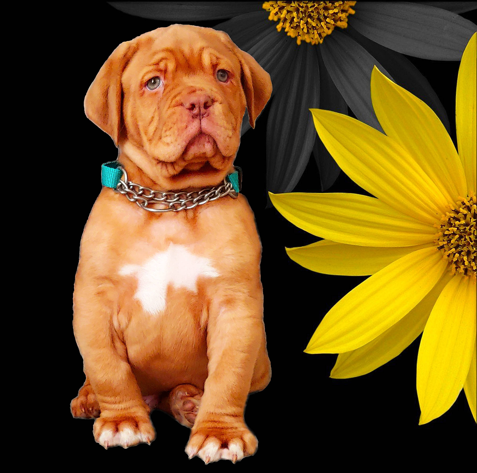 Cyrus joined the competition — help win amazing prizes! carnivore, collar, companion_dog, dog, dog_breed, dog_collar, dog_supply, fawn, flower, happy, liver, peach, petal, plant, pollen, snout, sporting_group, working_animal, wrinkle, yellow