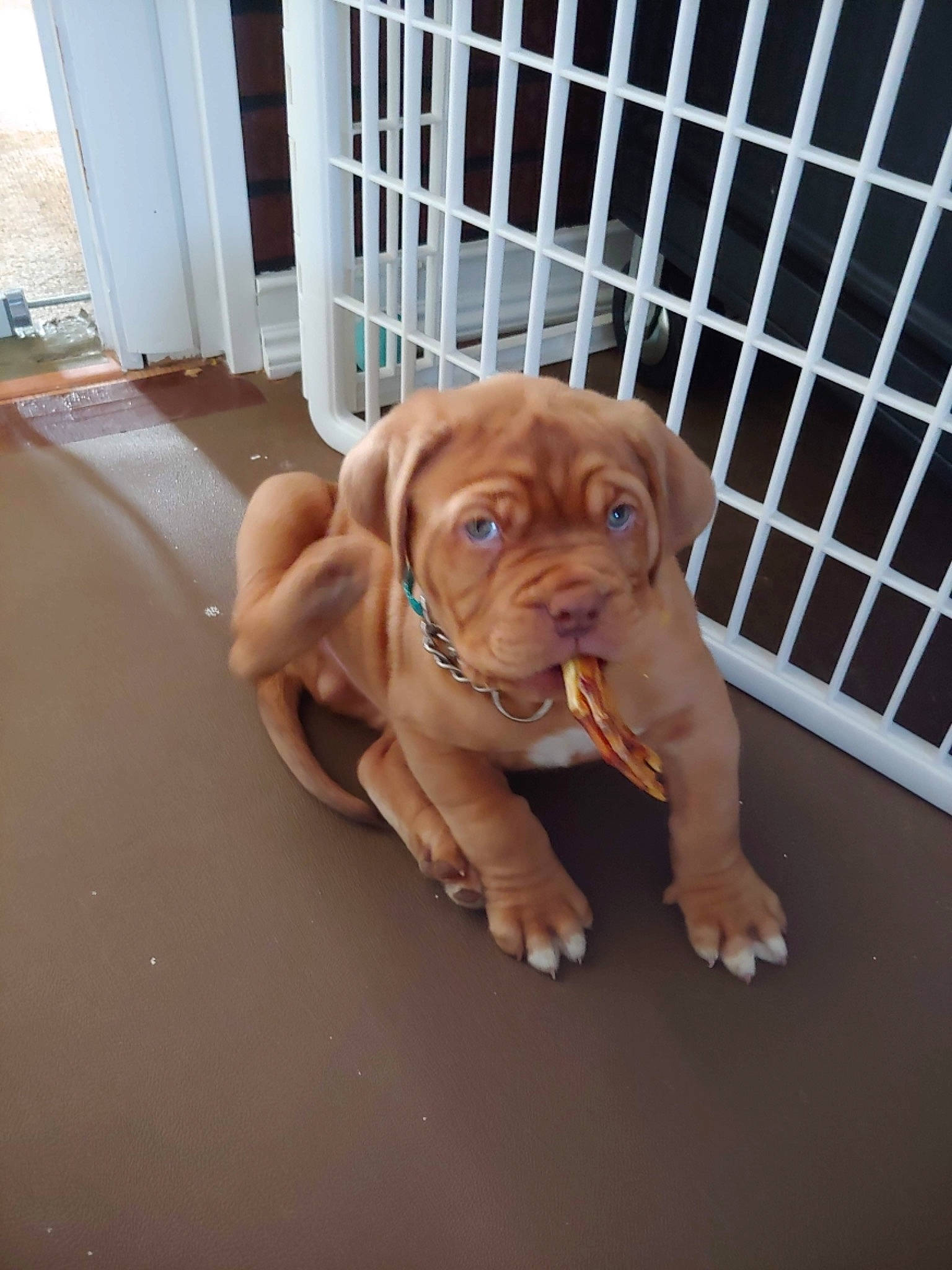 Cyrus is registered to the contest to win money with this photo: canidae, carnivore, collar, companion_dog, dog, dog_breed, dog_collar, dog_crate, dog_supply, fawn, floor, flooring, hardwood, hound, liver, pet_supply, snout, sporting_group, wood, working_animal