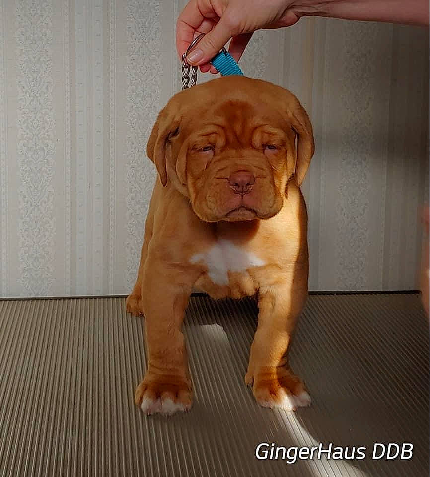 Cyrus joined the competition — help win amazing prizes! carnivore, companion_dog, dog, dog_breed, fawn, flooring, fur, liver, molosser, ori_pei, plant, rose, shar_pei, snout, sporting_group, terrestrial_animal, toy_dog, wood, working_animal, wrinkle