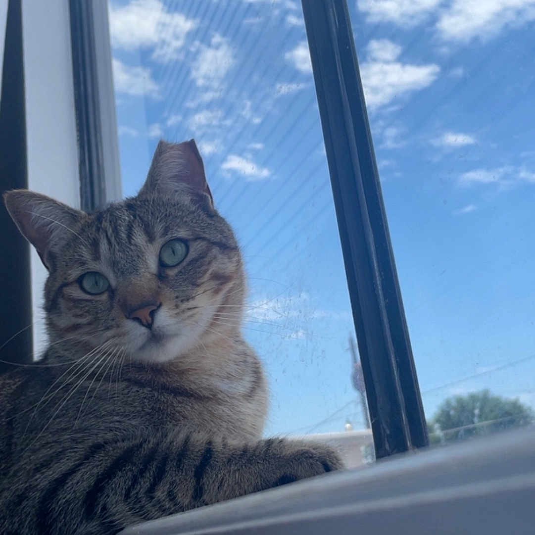 William is registered to the contest to win money with this photo: abyssinian, animal, architecture, building, cat, city, curtain, highrise, homedecor, kitten, manx, nature, outdoors, pet, shelter, sky, spire, urban, window, windowshade