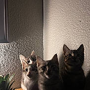 Kitrens joined the competition — help win amazing prizes! cat, kitten, animal, pets, indoor, wooden_surface, shadow, light, wall, curious, group, feline, domestic_animal, texture, pineapple, still_life, cozy, quiet, dark, silhouette