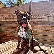 Thémis a rejoint le concours — aidez-le/la à gagner de superbes lots ! dog, brindle, tongue_out, wooden_deck, outdoor, sunny, fence, pet, happy, canine, ears_up, sitting, animal, daylight, tongue, collar, wood, background, nature, playful