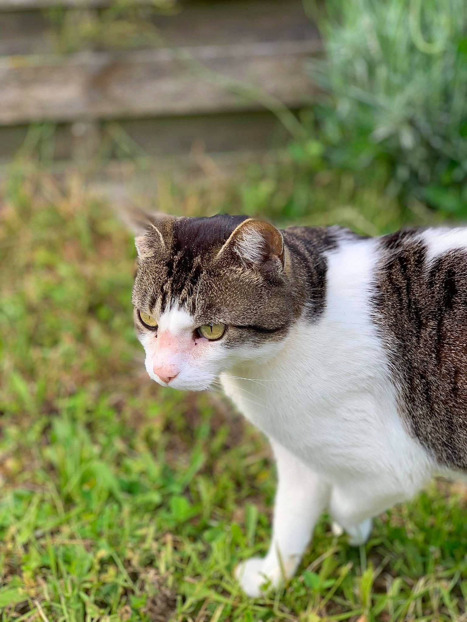 Mya a rejoint le concours — aidez-le/la à gagner de superbes lots ! carnivore, cat, collar, domestic_short_haired_cat, fawn, felidae, fur, grass, grassland, groundcover, plant, small_to_medium_sized_cats, snout, tail, terrestrial_animal, tree, whiskers, wildlife