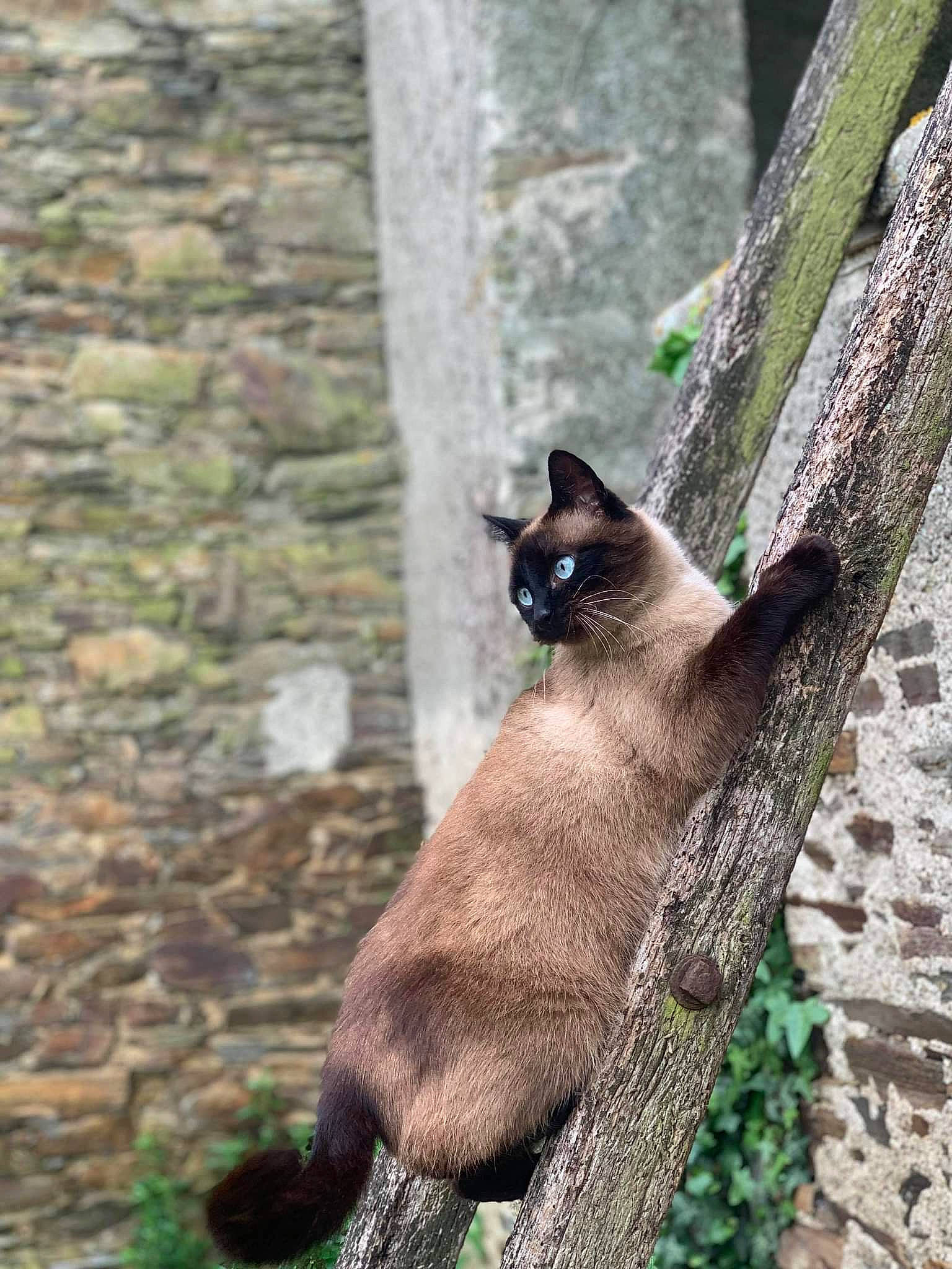 O'Malley a rejoint le concours — aidez-le/la à gagner de superbes lots ! balinese, birman, carnivore, cat, domestic_short_haired_cat, fawn, felidae, fur, grass, plant, siamese, small_to_medium_sized_cats, snout, tail, terrestrial_animal, thai, tonkinese, whiskers, wildlife, wood