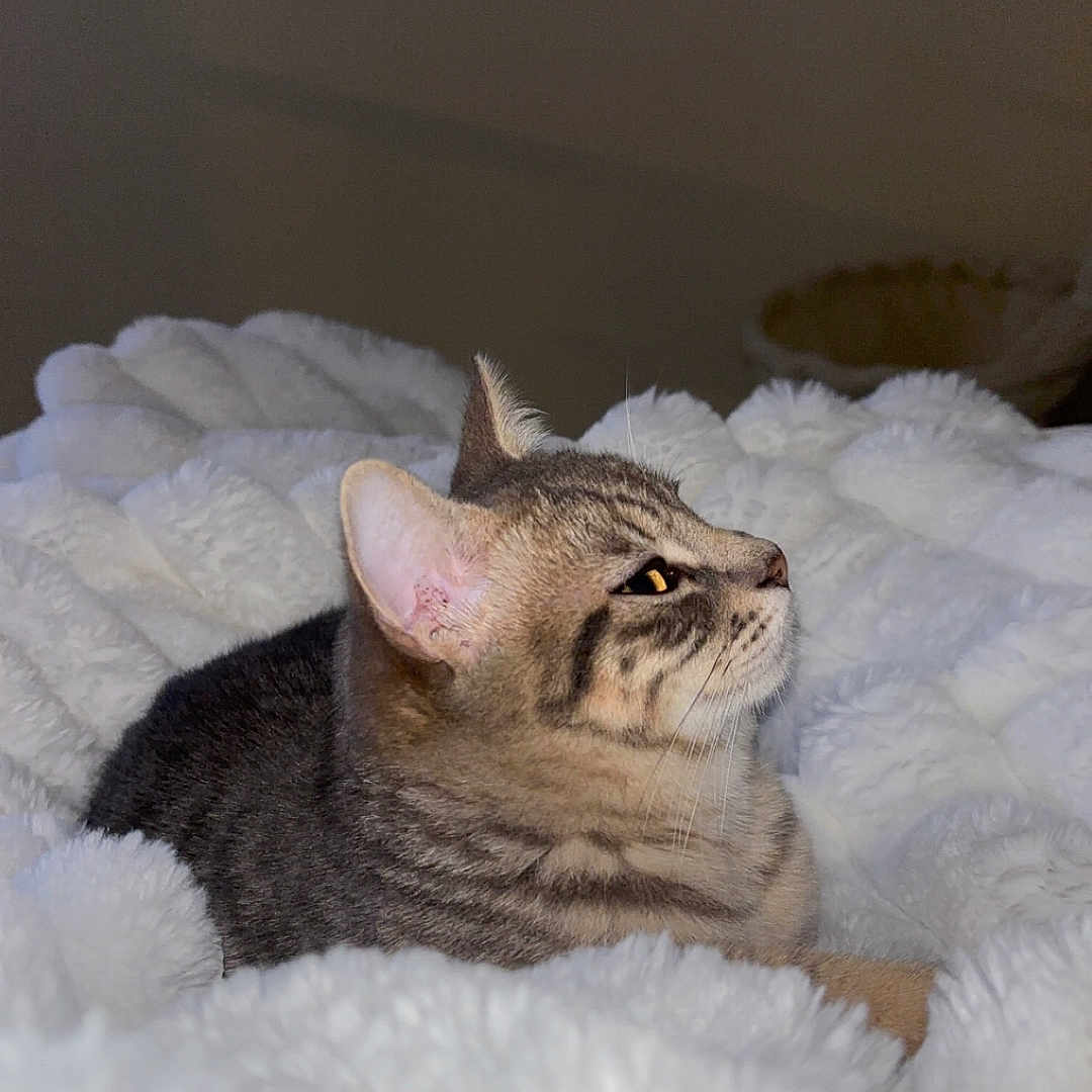 Choupi participe au concours pour gagner de l'argent avec cette photo : abyssinian, animal, blanket, cat, egyptiancat, kitten, manx, pet, siamese