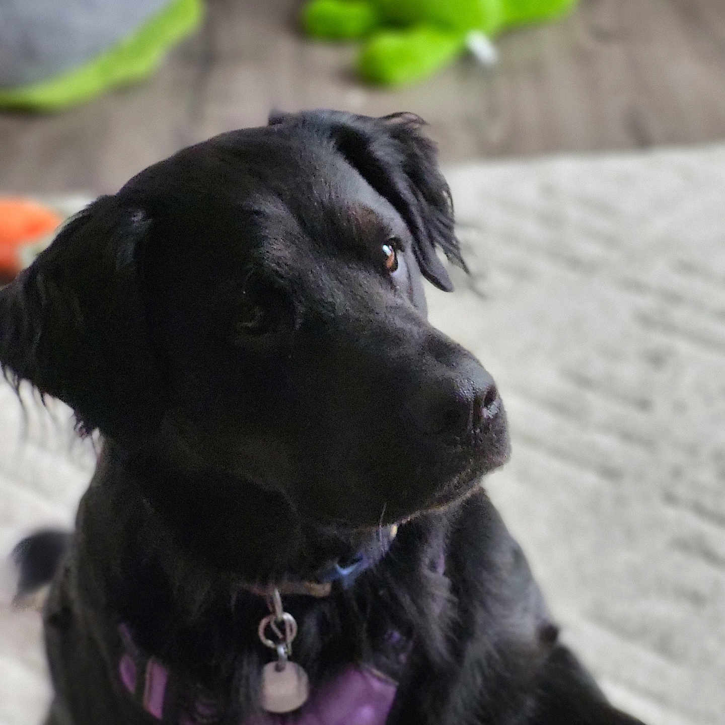 Zada is registered to the contest to win money with this photo: accessories, animal, ball, canine, cockerspaniel, couch, dog, furniture, hound, labradorretriever, leash, newfoundland, pet, plate, puppy, snout, sport, tennis, tennisball, toy