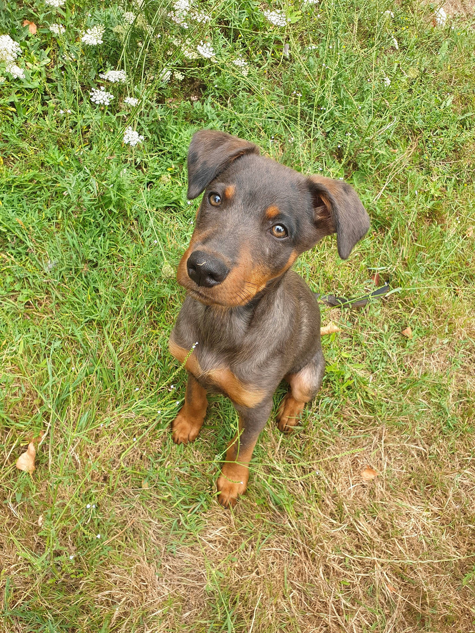 Zeus a rejoint le concours — aidez-le/la à gagner de superbes lots ! black_and_tan_terrier, canidae, carnivore, dog, dog_breed, german_pinscher, grass, guard_dog, huntaway, hunting_dog, jagdterrier, mammal, manchester_terrier, pinscher, rare_breed_dog, snout, terrier, transylvanian_hound, vertebrate, working_dog
