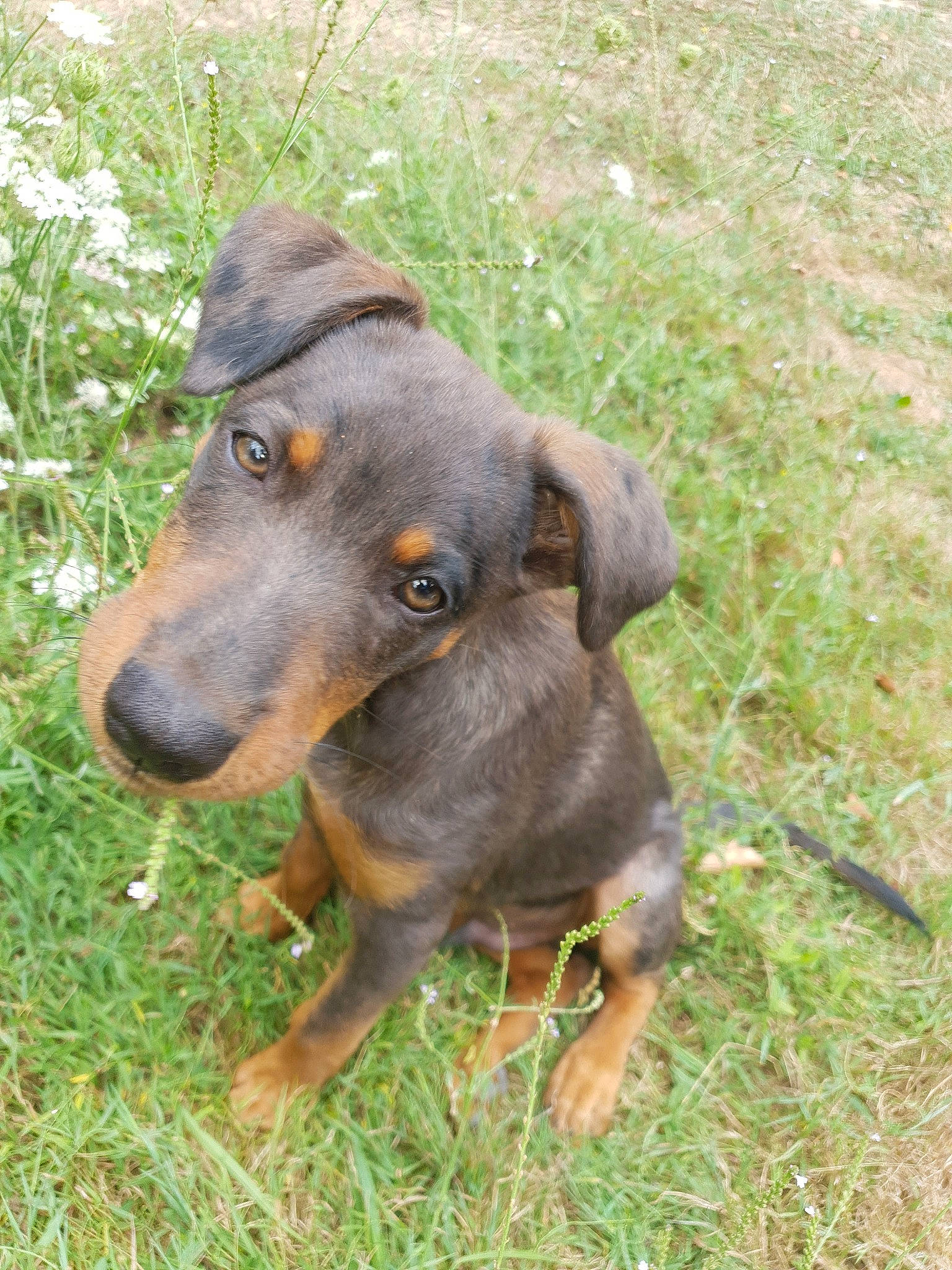 Zeus a rejoint le concours — aidez-le/la à gagner de superbes lots ! austrian_black_and_tan_hound, black_and_tan_terrier, canidae, carnivore, dog, dog_breed, grass, guard_dog, hellenikos_ichnilatis, hunting_dog, jagdterrier, lithuanian_hound, mammal, manchester_terrier, polish_hunting_dog, snout, transylvanian_hound, tyrolean_hound, vertebrate, working_dog