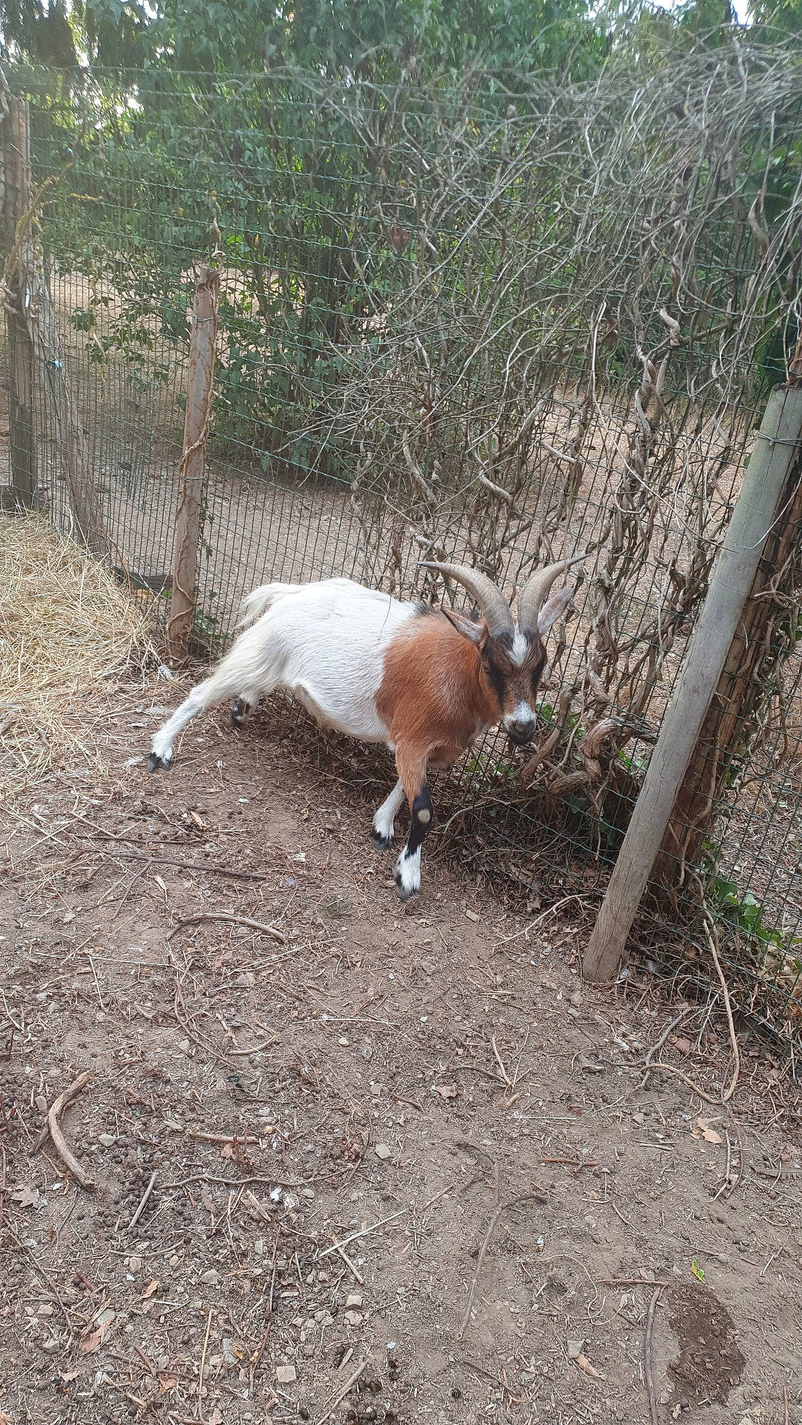 Gabin a rejoint le concours — aidez-le/la à gagner de superbes lots ! canidae, dog_breed, fawn, goat, goats, tail