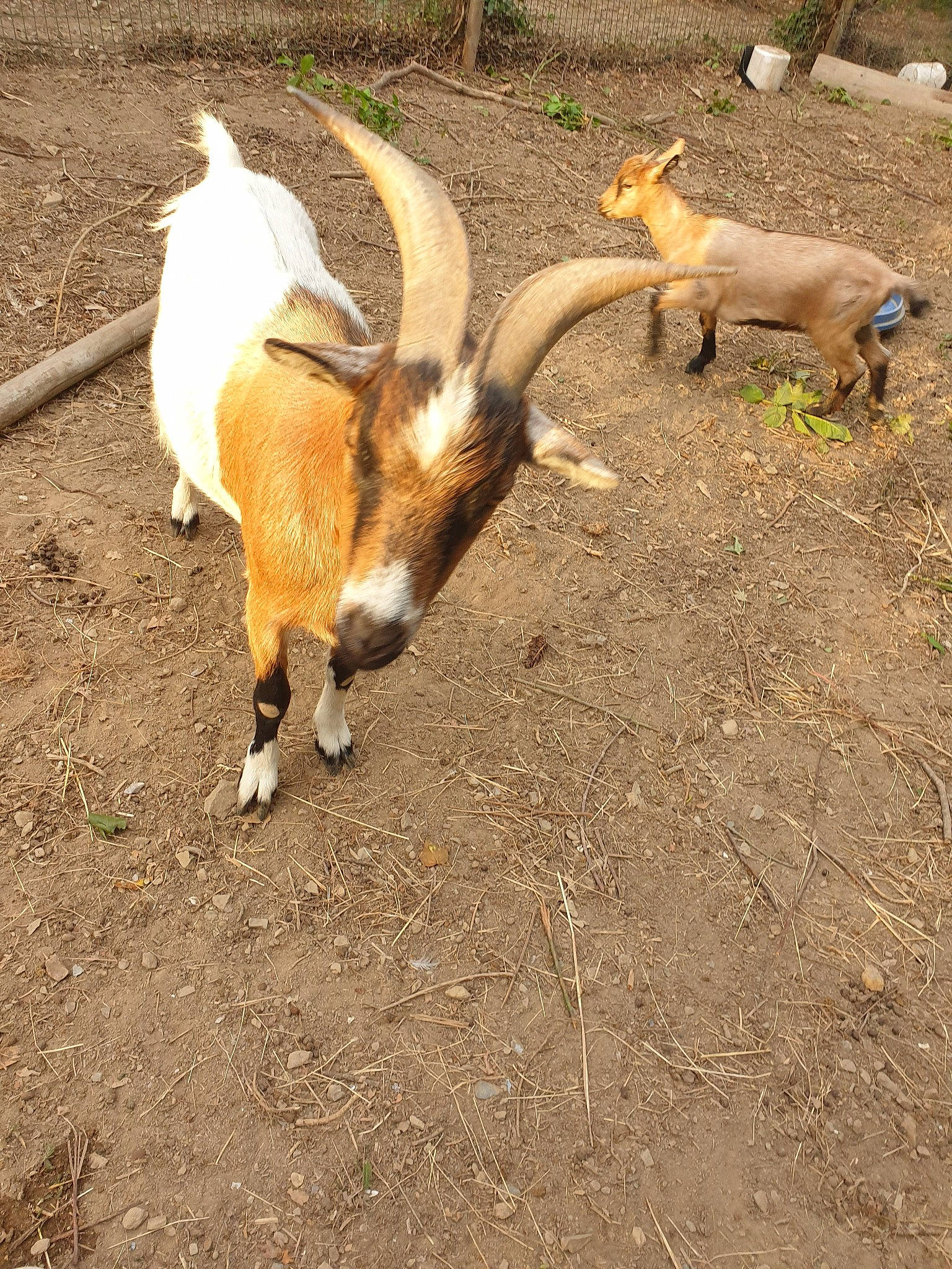 Gabin a rejoint le concours — aidez-le/la à gagner de superbes lots ! antelope, cow_goat_family, fawn, feral_goat, goat, goat_antelope, goats, horn, pronghorn, tail, wildlife, zoo