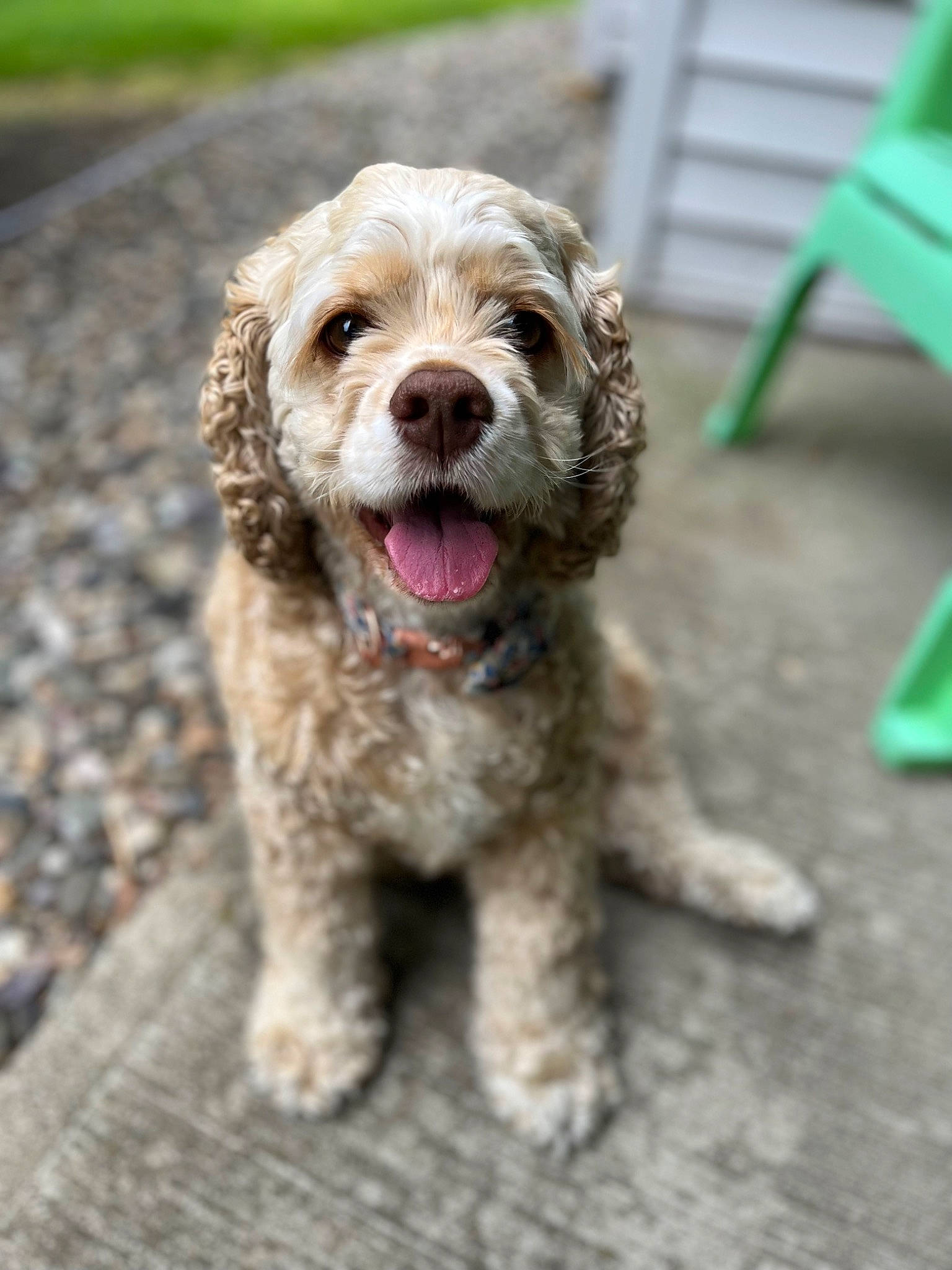 Georgia is registered to the contest to win money with this photo: briquet_griffon_vendeen, canidae, carnivore, chair, companion_dog, dog, dog_breed, dog_collar, fur, green, labradoodle, liver, poodle_crossbreed, small_terrier, soil, spaniel, sporting_group, terrier, toy_dog, water_dog