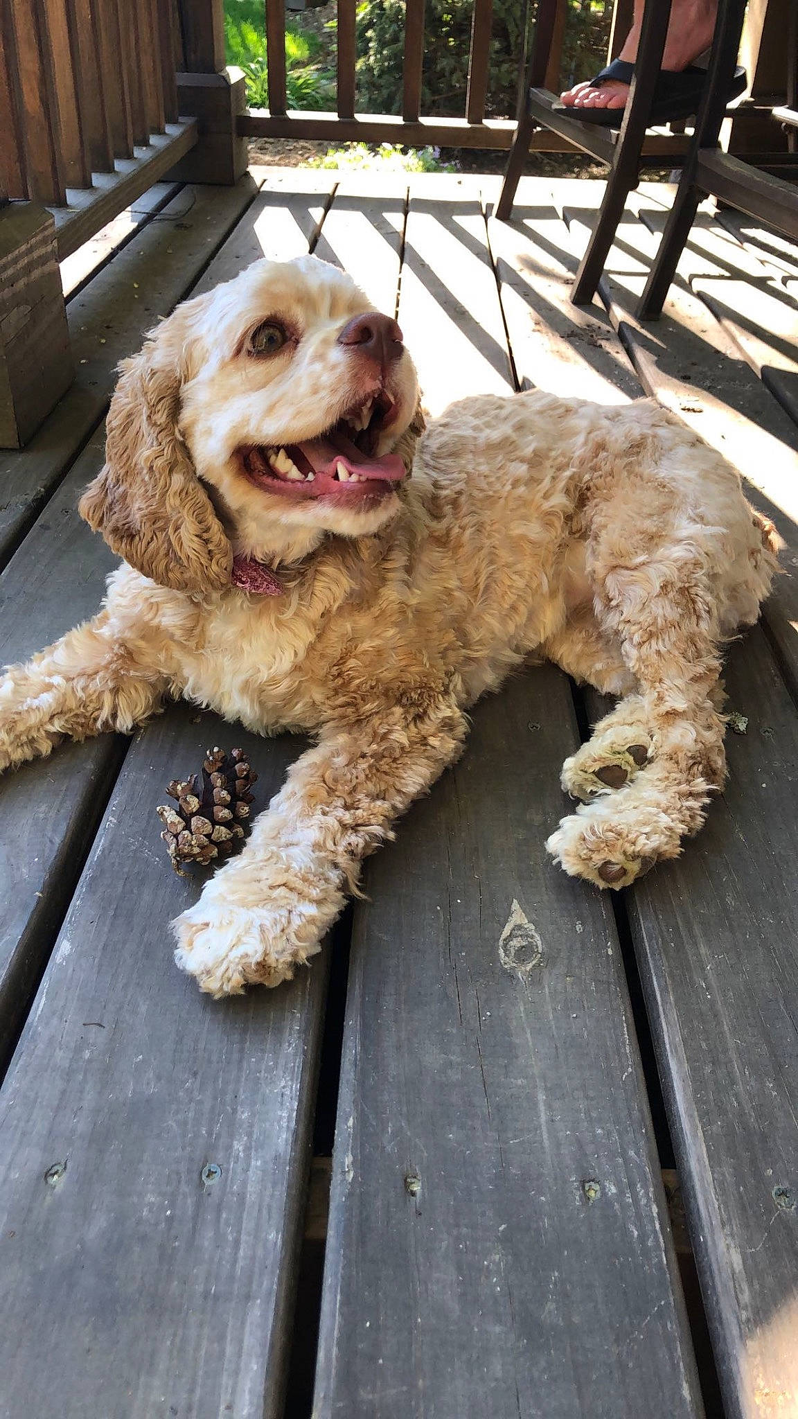 Georgia is registered to the contest to win money with this photo: canidae, carnivore, companion_dog, dog, dog_breed, dog_collar, fur, labradoodle, liver, natural_material, non_sporting_group, poodle_crossbreed, snout, sporting_group, terrier, toy, toy_dog, water_dog, wood, working_animal