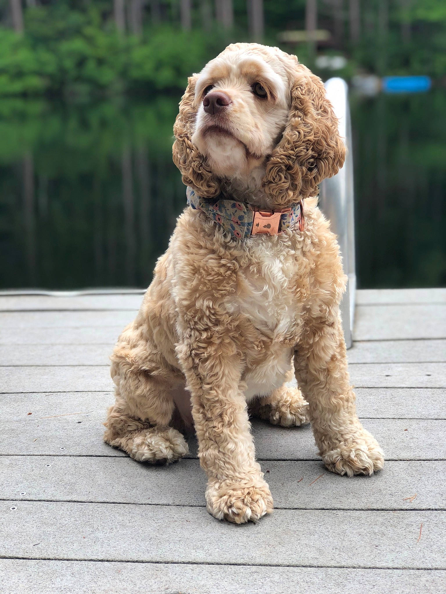 Georgia joined the competition — help win amazing prizes! canidae, carnivore, collar, companion_dog, dog, dog_breed, dog_collar, fawn, fur, labradoodle, liver, non_sporting_group, poodle, snout, sporting_group, terrestrial_animal, terrier, toy_dog, water_dog, working_animal