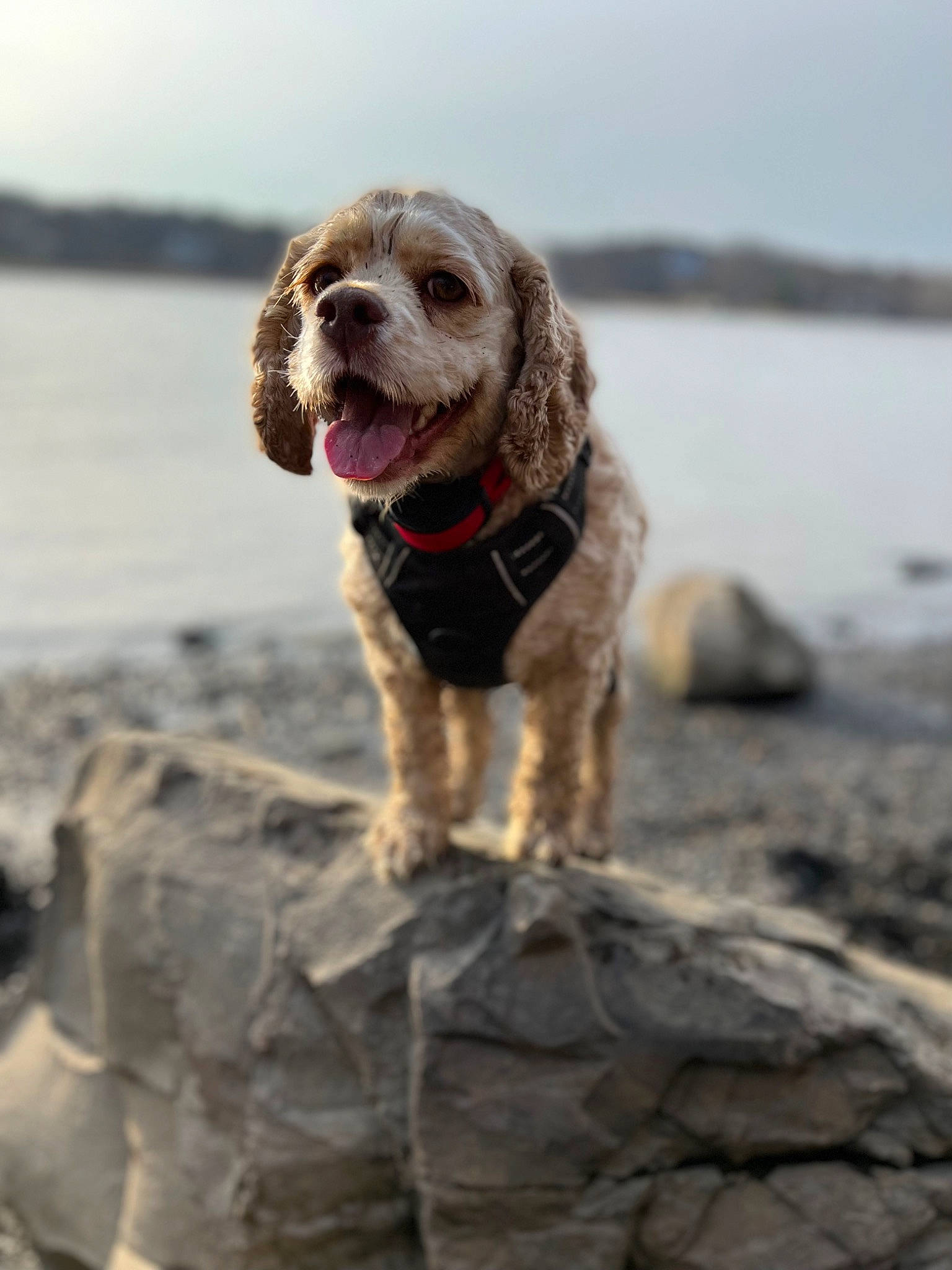 Georgia is registered to the contest to win money with this photo: beach, canidae, carnivore, coast, companion_dog, dog, dog_breed, gun_dog, lake, liver, ocean, retriever, rock, sand, sky, sporting_group, water, water_dog, wave, wind_wave