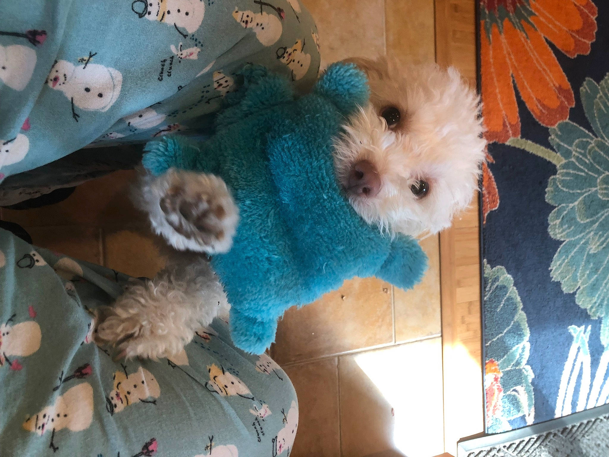 Pearl is registered to the contest to win money with this photo: blue, carnivore, companion_dog, dog, dog_breed, dog_clothes, dog_supply, fawn, fur, labradoodle, non_sporting_group, plush, small_terrier, sporting_group, stuffed_toy, tail, terrier, toy, toy_dog, working_animal